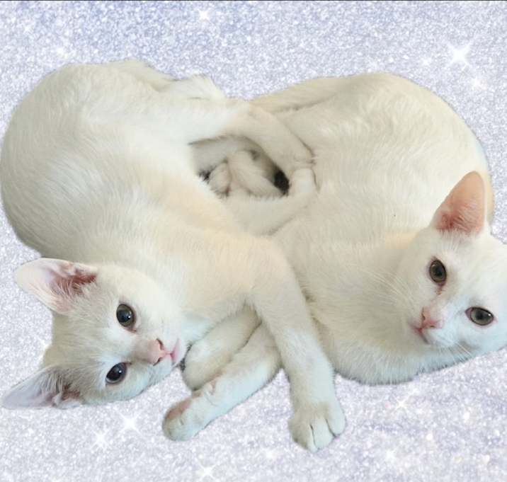 Photo of Sir LANCELOT & Sir Theodore