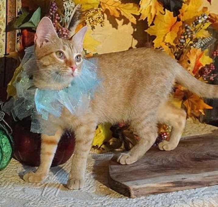 Photo of KITTEN POLLYWOG