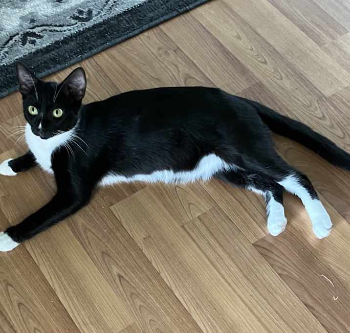 Photo of Lil Cat
