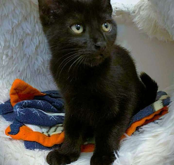 Photo of Kitten Rhett