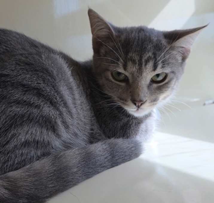 Photo of Starfire