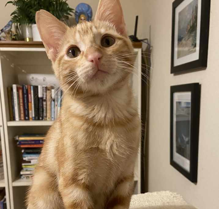 Photo of Baby orange