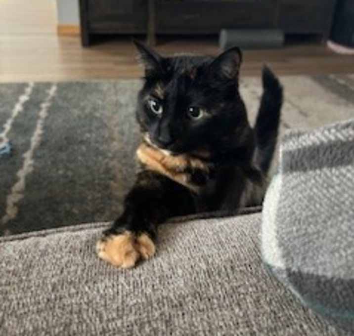Photo of Mocha