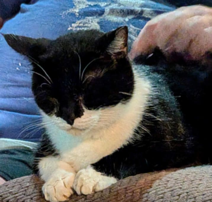 Photo of Phantom (25-1633)