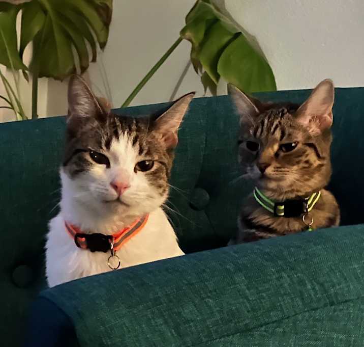 Photo of Tino