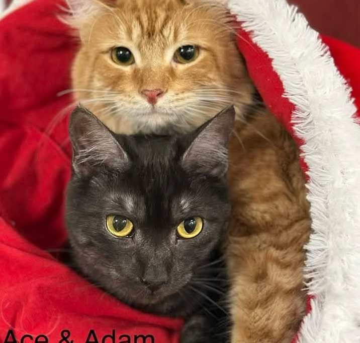 Photo of Adam bonded w/Ace