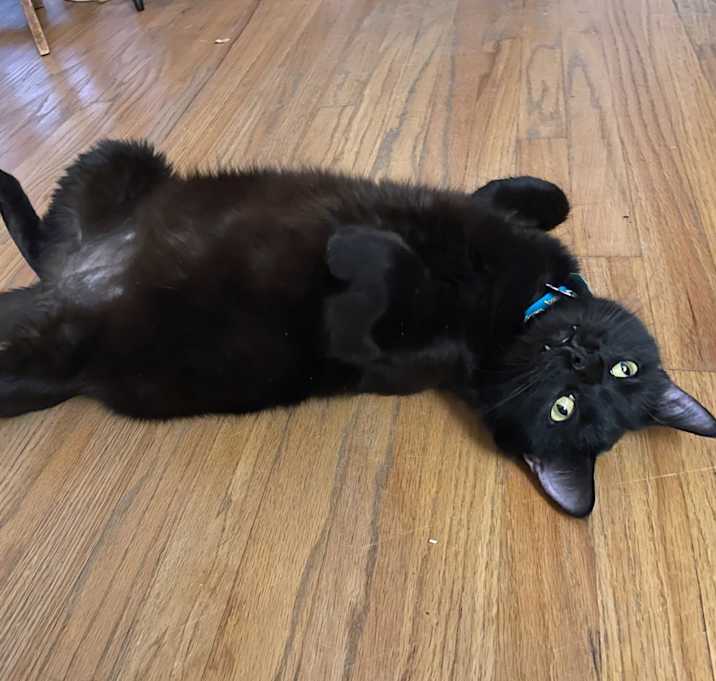 Photo of Yolani  (ADOPTED!)