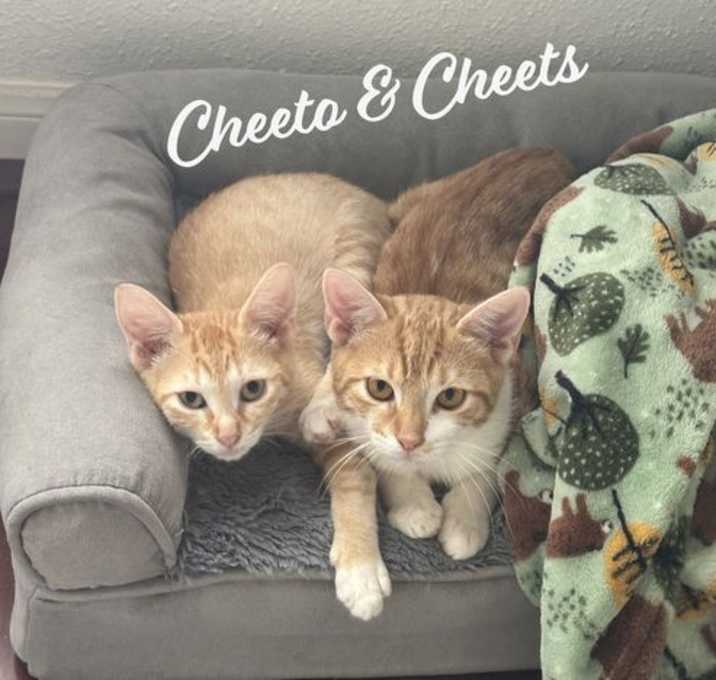 Photo of Cheeto & Cheets #bonded-pair