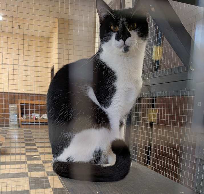 Photo of Milkshake - SPECIAL NEEDS - FELUK+