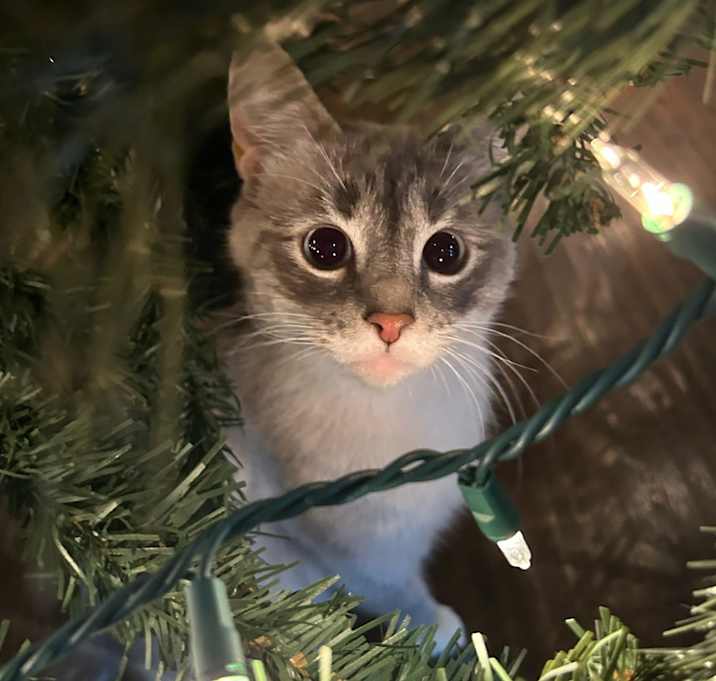 Photo of Nevaeh