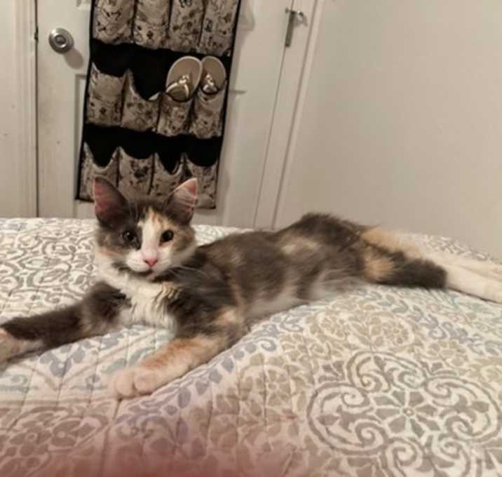 Photo of Tulip