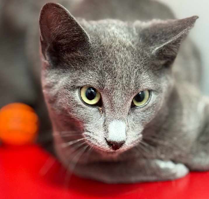 Photo of Sapphire