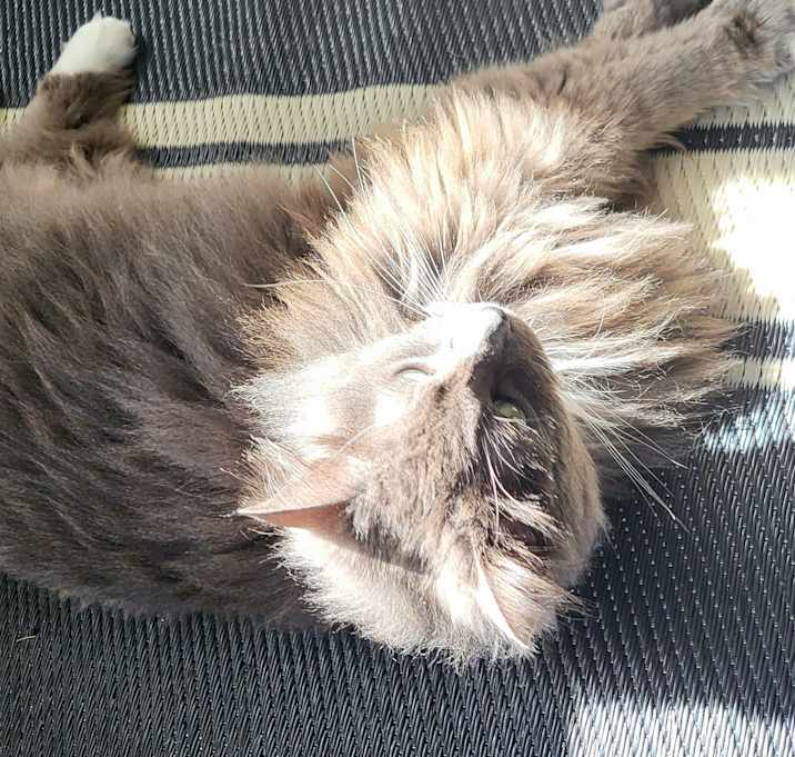 Photo of Fin