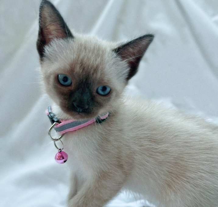 Photo of Bo Peep