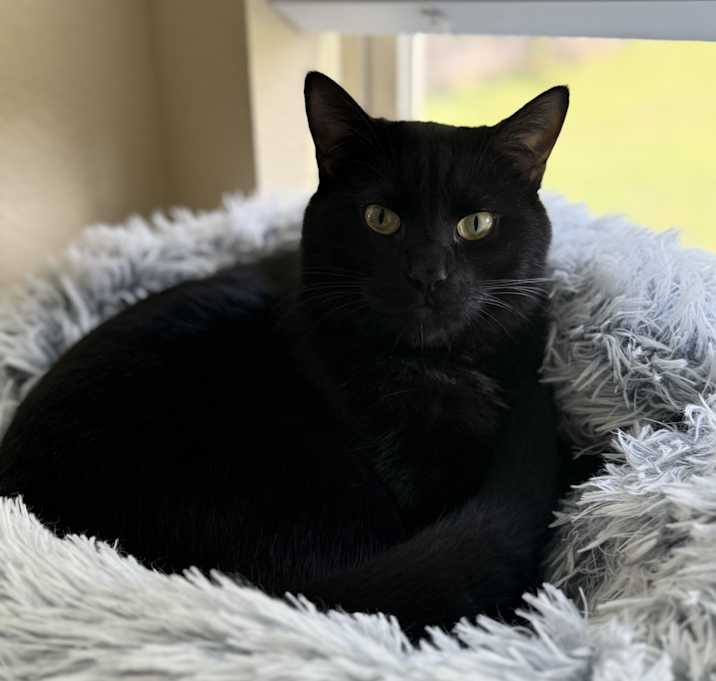 Photo of Felix
