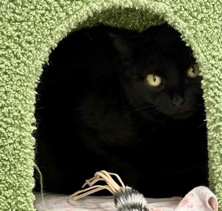 Photo of Luna