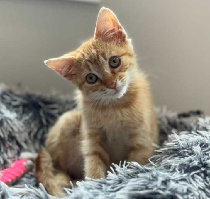 Photo of Tipsy