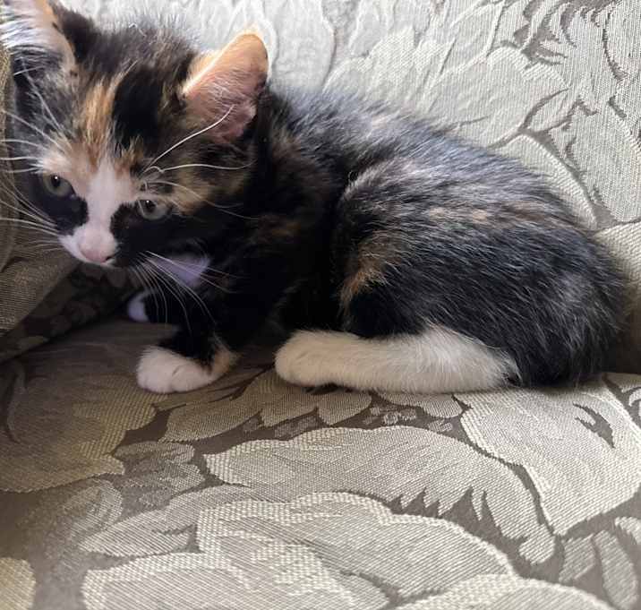 Photo of Sweetie
