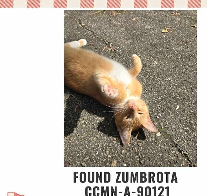 Photo of FOUND - Honey