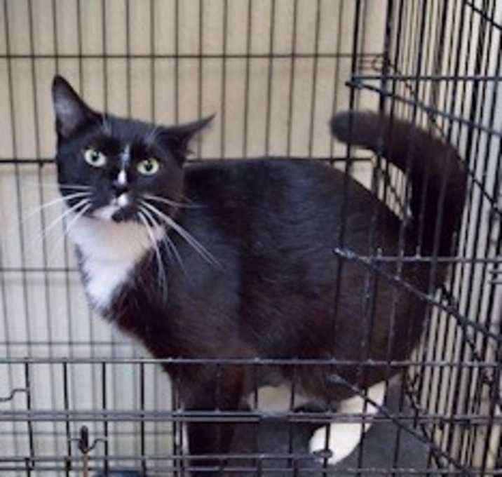 Photo of Poe