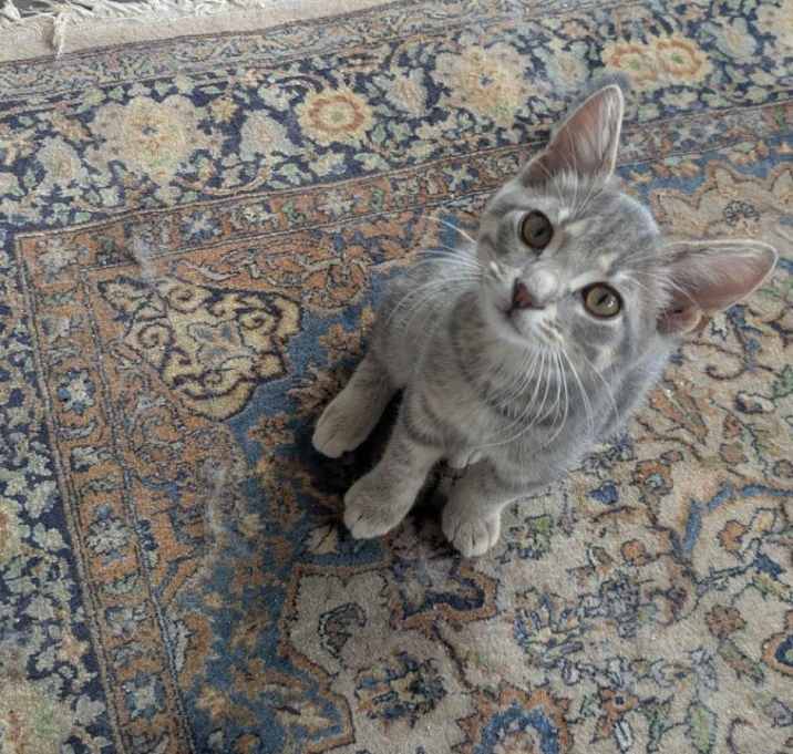 Photo of Kit Kat
