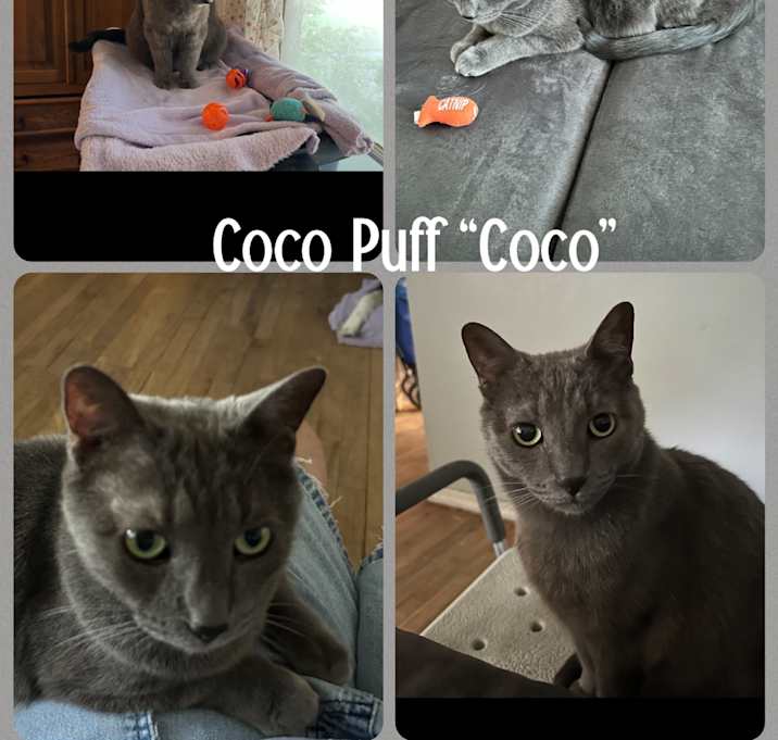Photo of Coco Puff "Coco"