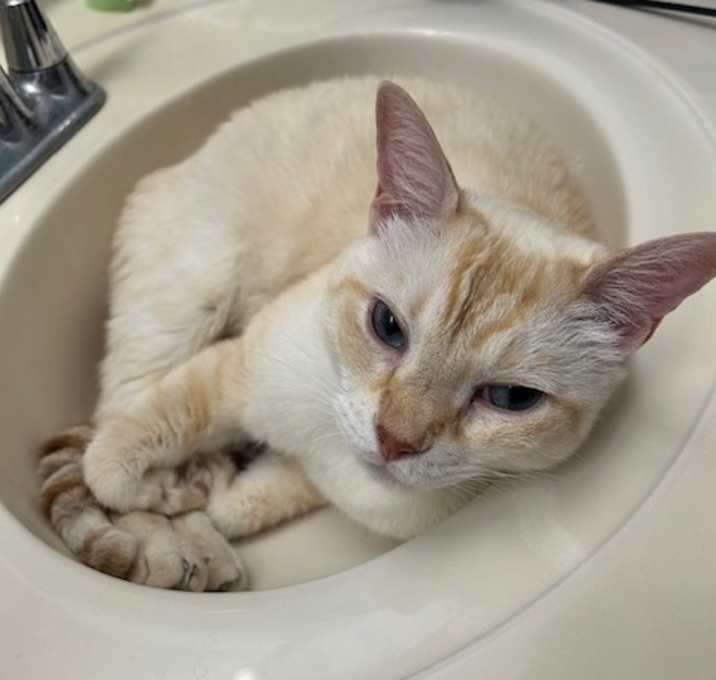 Photo of Buddy