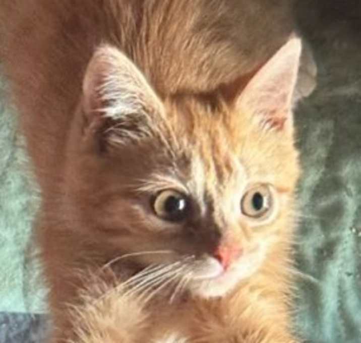 Photo of GINGER