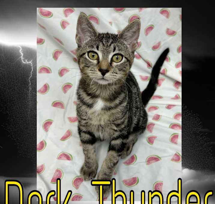 Photo of Dark Thunder
