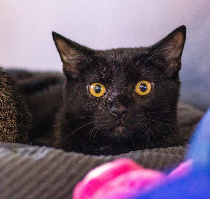 Photo of Dilly (Bonded w/ Dally)
