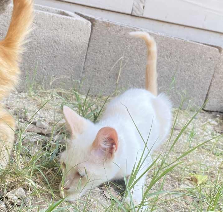 Photo of Cat 1 no name