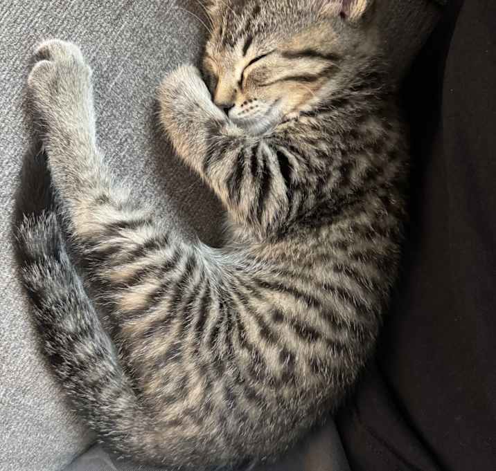 Photo of Rocky