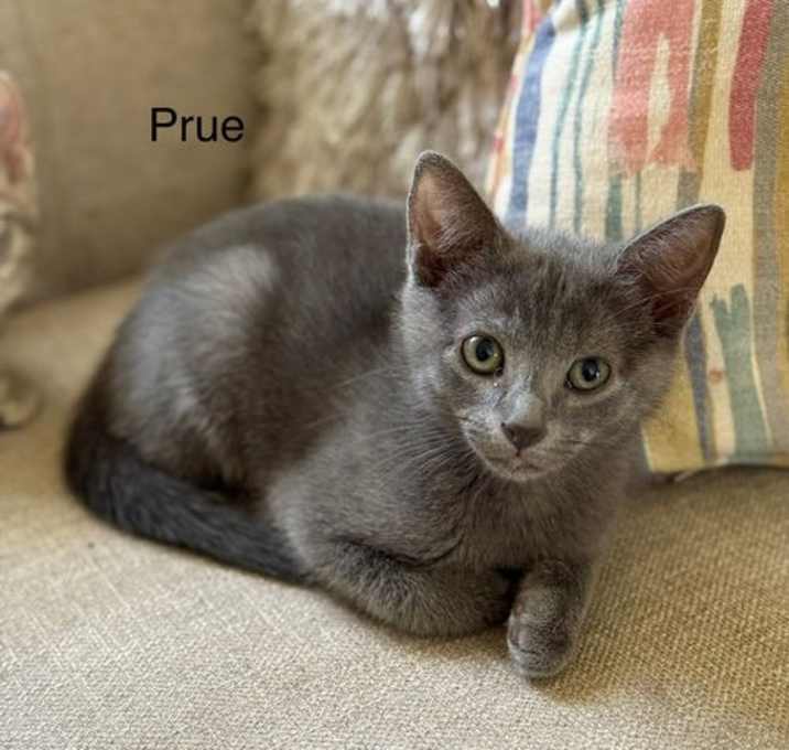 Photo of Prue