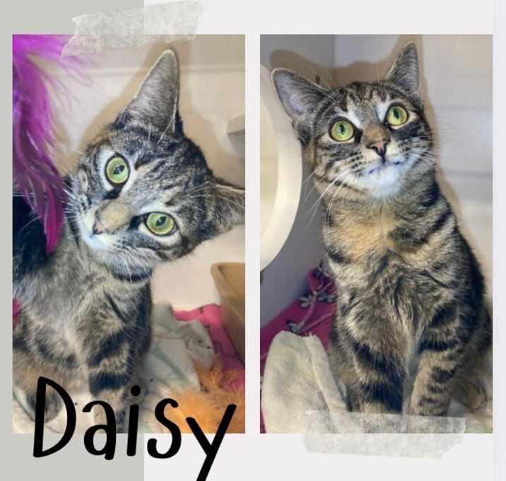 Photo of Daisy