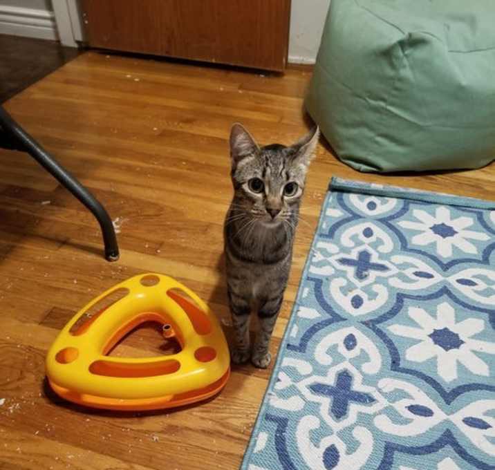 Photo of Sophie and Clover Clooney