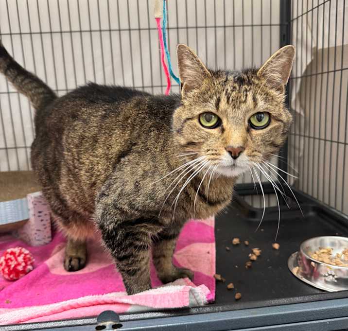 Photo of Stella (and Callie)