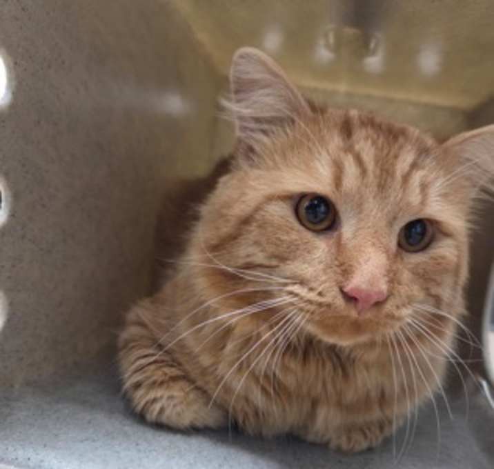 Photo of Honey