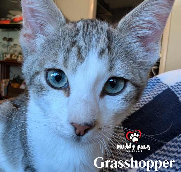 Photo of Bugaboos Litter:  Grasshopper