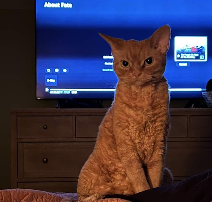 Photo of Leopold