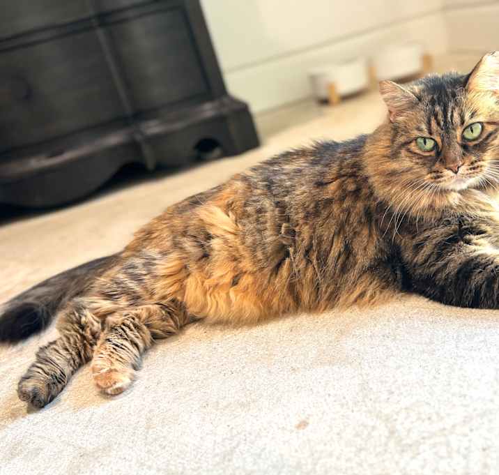 Photo of Coco
