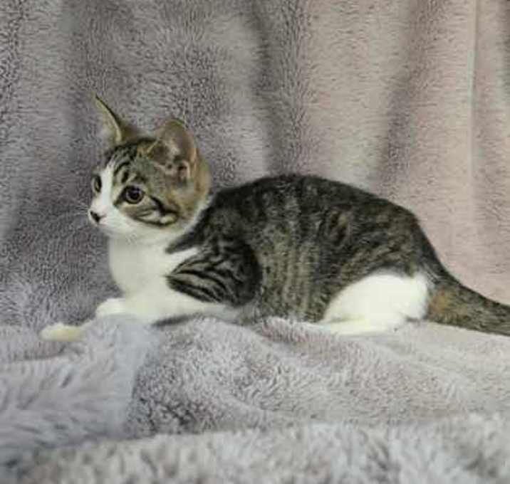 Photo of Nova