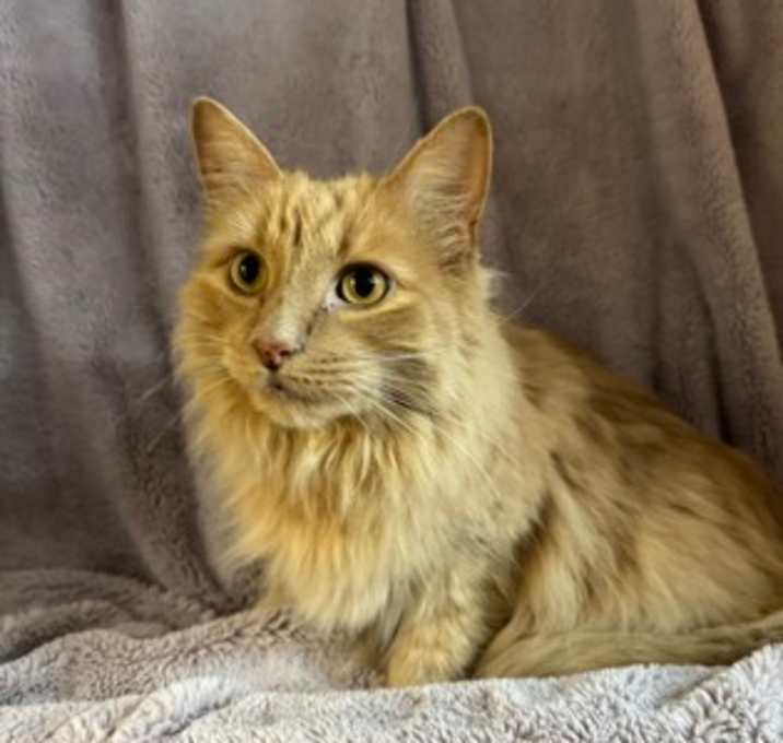 Photo of Fluffy