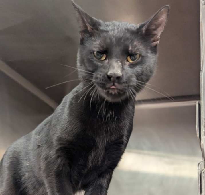 Photo of Ninja Warrior