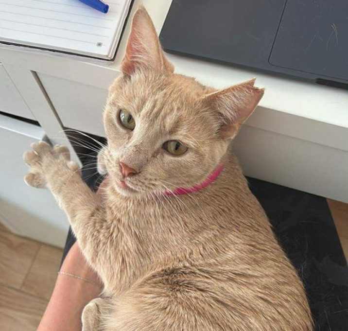 Photo of Ollie