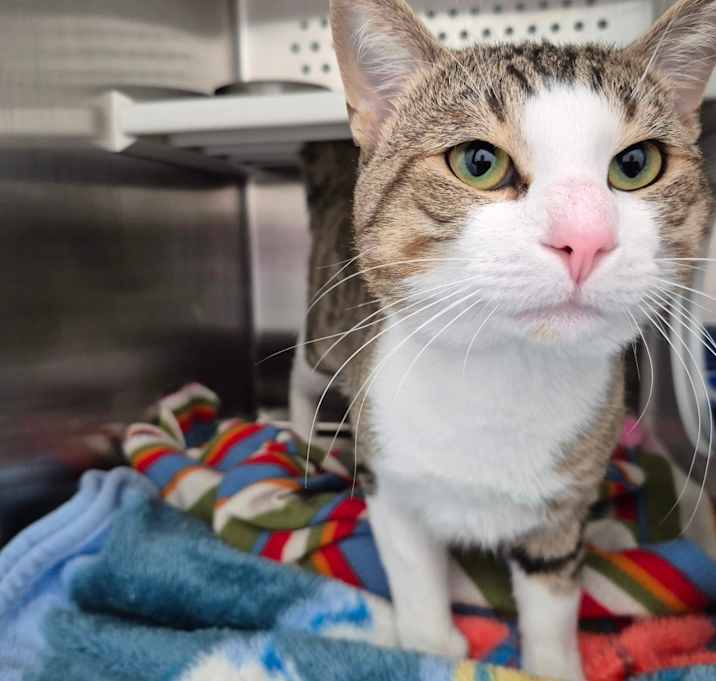 Photo of Boone