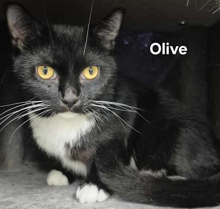 Photo of Olive