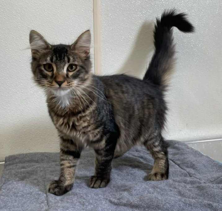 Photo of Hudson - Long Haired Gray Tabby #16
