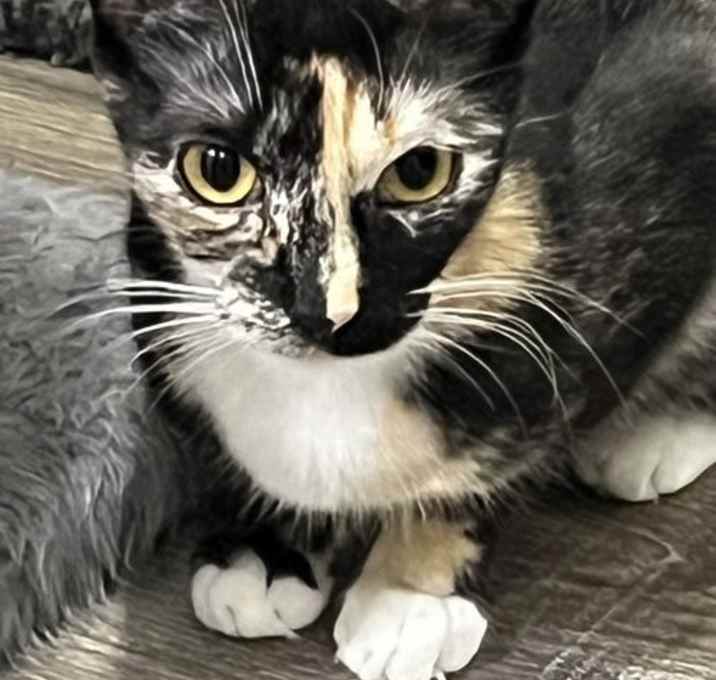Photo of KITTEN MYSTIQUE