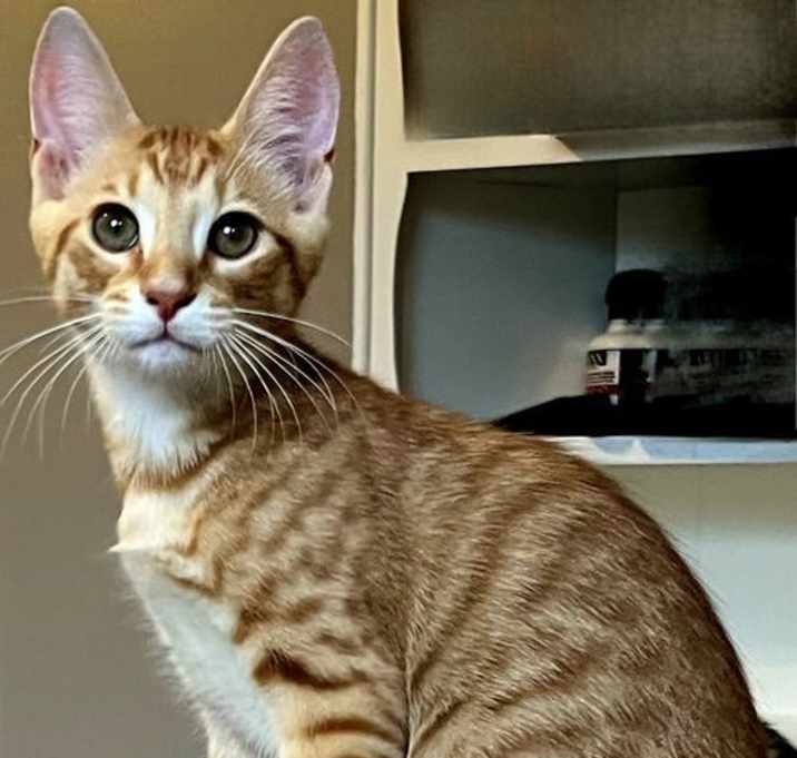 Photo of KITTEN TIGER WOODS