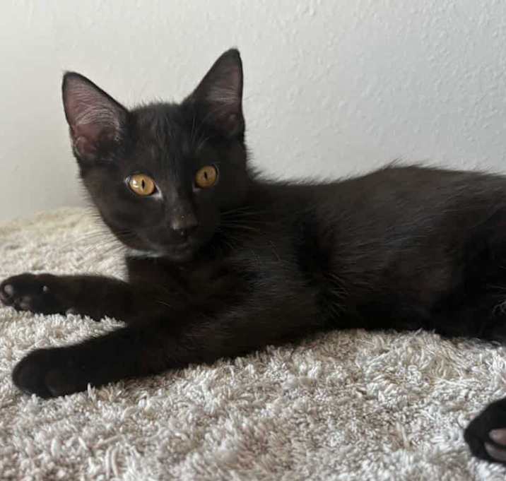 Photo of Gilbert
